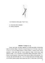 Referāts 'Koku un krūmu dzīve ziemā', 34.