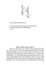 Referāts 'Koku un krūmu dzīve ziemā', 36.