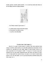 Referāts 'Koku un krūmu dzīve ziemā', 37.