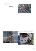 Referāts 'Koku un krūmu dzīve ziemā', 43.