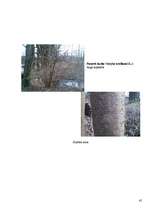 Referāts 'Koku un krūmu dzīve ziemā', 45.