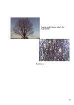 Referāts 'Koku un krūmu dzīve ziemā', 46.