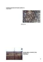 Referāts 'Koku un krūmu dzīve ziemā', 49.