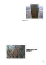 Referāts 'Koku un krūmu dzīve ziemā', 50.