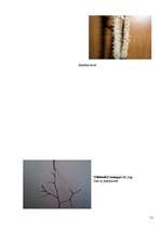 Referāts 'Koku un krūmu dzīve ziemā', 51.