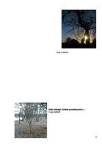 Referāts 'Koku un krūmu dzīve ziemā', 52.