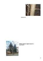 Referāts 'Koku un krūmu dzīve ziemā', 53.