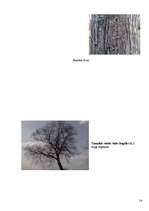 Referāts 'Koku un krūmu dzīve ziemā', 54.