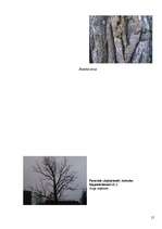 Referāts 'Koku un krūmu dzīve ziemā', 55.