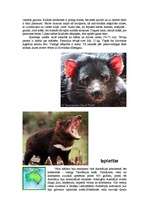 Referāts 'Tasmānijas velns', 2.