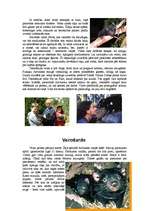 Referāts 'Tasmānijas velns', 4.