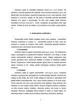 Referāts 'Antibiotikas', 5.