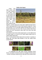 Referāts 'Ainavu rajonēšana. Rietumkursa', 10.