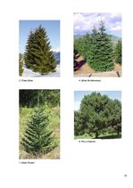 Referāts 'Mežsaimniecības attīstības iespējas Rēzeknes novadā', 20.