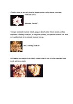 Referāts 'Strukturēts ūdens - globāls informācijas glabātājs un pārnesējs', 9.