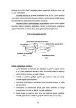 Referāts 'SIA "Latio" organizācijas apraksts', 29.