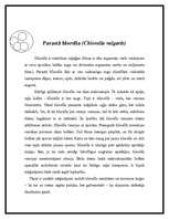 Referāts 'Aļģes', 3.