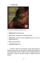 Diplomdarbs 'SIA "Ezernieki-I" drukātās reklāmas izstrāde', 54.