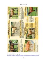 Diplomdarbs 'SIA "Ezernieki-I" drukātās reklāmas izstrāde', 109.