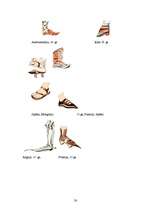 Referāts 'Apavu attīstība', 30.