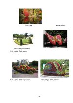 Referāts 'Ainavu dizains', 37.