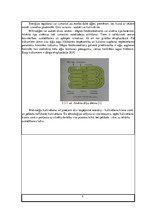 Referāts 'Biogāze no jūras produktu atliekām', 9.