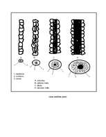 Referāts 'Vilna', 19.