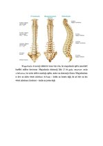 Referāts 'Muguras sāpes. Ķirurģiskā ārstēšana un aprūpe', 8.