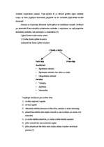 Referāts 'Ogists Konts', 12.