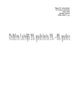 Konspekts 'Latvijas kultūra 20.gadsimta 20.-40.gados', 1.