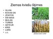 Prezentācija 'Ziemas kvieši', 4.