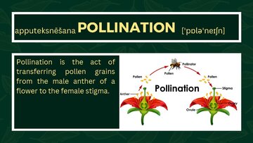 Prezentācija 'Presentation on Agriculture and Botany Terms: English to Latvian', 9.