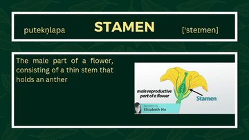 Prezentācija 'Presentation on Agriculture and Botany Terms: English to Latvian', 11.
