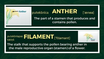 Prezentācija 'Presentation on Agriculture and Botany Terms: English to Latvian', 12.