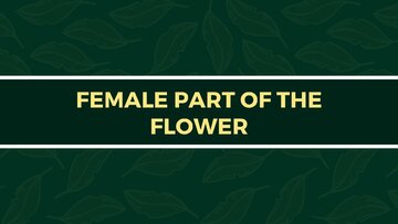 Prezentācija 'Presentation on Agriculture and Botany Terms: English to Latvian', 13.