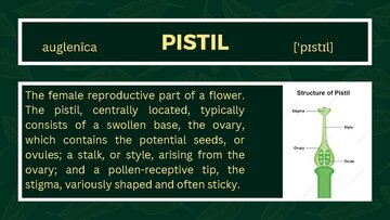 Prezentācija 'Presentation on Agriculture and Botany Terms: English to Latvian', 14.