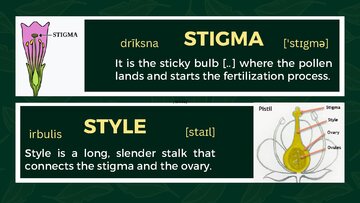 Prezentācija 'Presentation on Agriculture and Botany Terms: English to Latvian', 15.