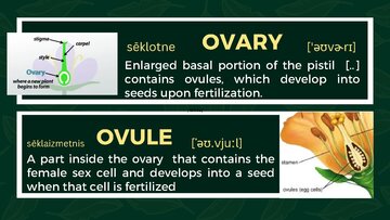 Prezentācija 'Presentation on Agriculture and Botany Terms: English to Latvian', 16.