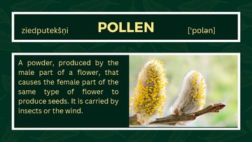 Prezentācija 'Presentation on Agriculture and Botany Terms: English to Latvian', 17.