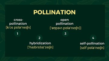 Prezentācija 'Presentation on Agriculture and Botany Terms: English to Latvian', 19.
