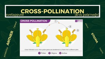 Prezentācija 'Presentation on Agriculture and Botany Terms: English to Latvian', 20.