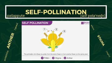 Prezentācija 'Presentation on Agriculture and Botany Terms: English to Latvian', 21.