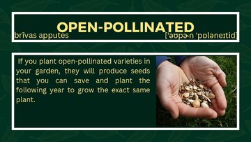 Prezentācija 'Presentation on Agriculture and Botany Terms: English to Latvian', 26.