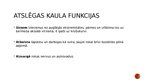 Prezentācija 'Atslēgas kauls', 4.
