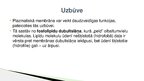 Prezentācija 'Vielu transports caur plazmatisko membrānu', 3.