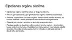 Prezentācija 'Elpošanas orgānu sistēma', 4.