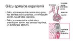 Prezentācija 'Elpošanas orgānu sistēma', 7.