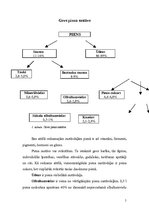 Referāts 'Piena produkti', 5.