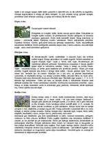 Referāts 'Pirts', 13.