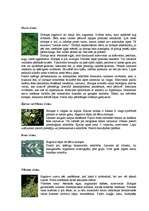 Referāts 'Pirts', 14.